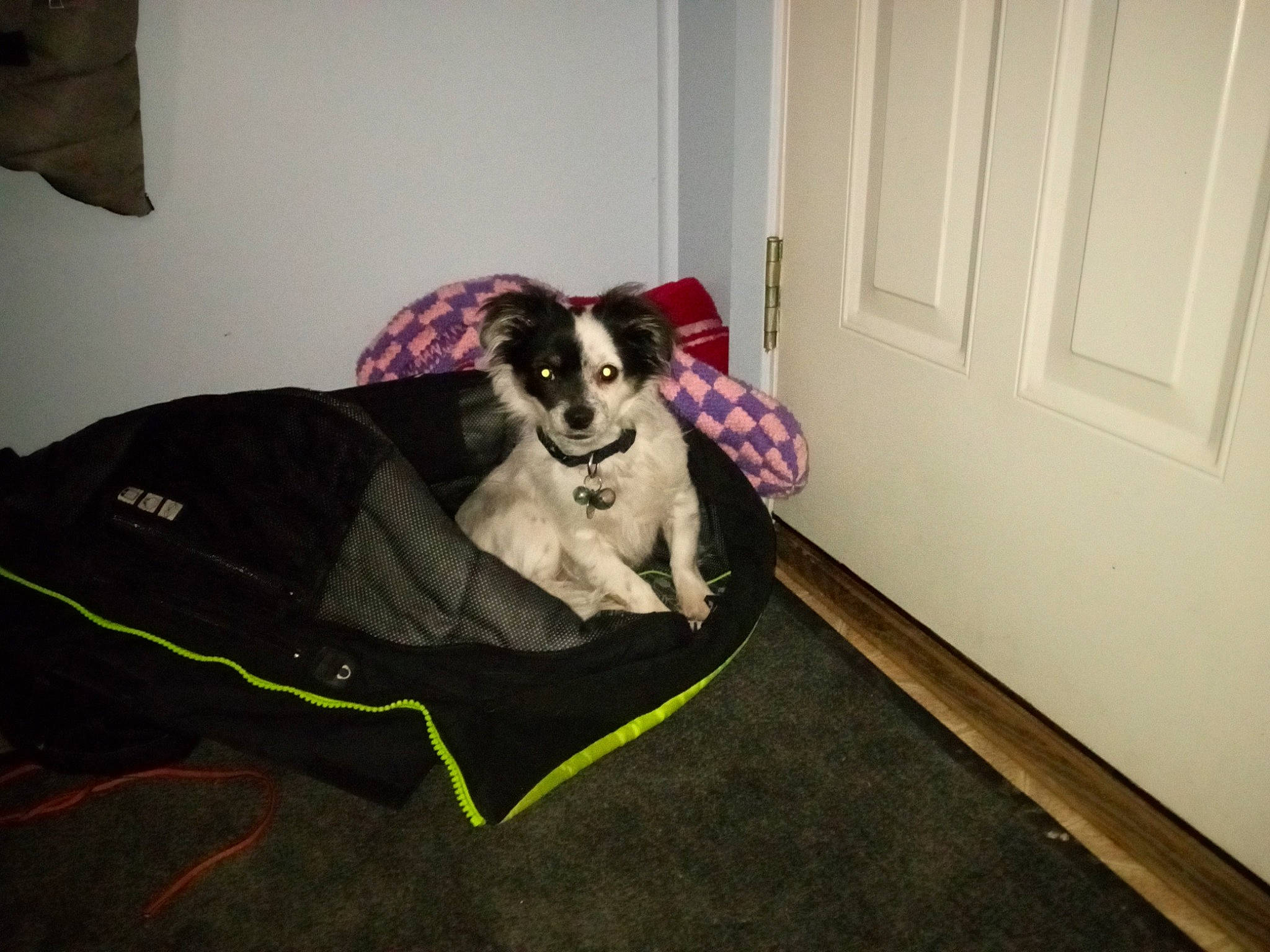 Patches joined the competition — help win amazing prizes! carnivore, collar, comfort, companion_dog, couch, dog, dog_breed, dog_supply, door, fawn, floor, flooring, grey, hardwood, linens, pet_supply, tail, toy_dog, wood, working_animal