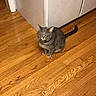 Prince Charming is registered to the contest to win money with this photo: carnivoran, cat, cat_like_mammal, floor, flooring, hardwood, kitten, laminate_flooring, small_to_medium_sized_cats, whiskers, wood, wood_flooring, wood_stain