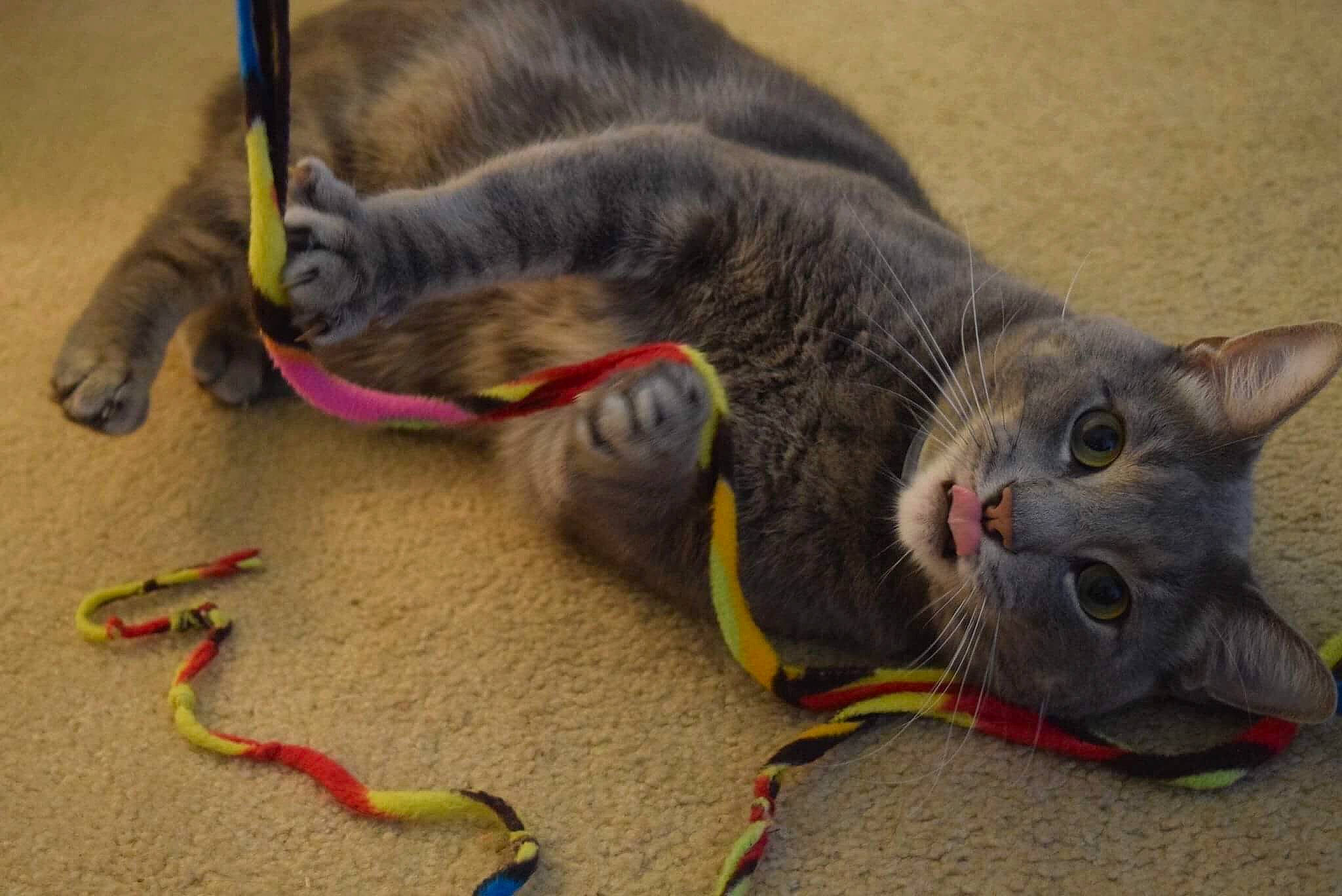 Prince Charming is registered to the contest to win money with this photo: carnivoran, cat, cat_like_mammal, chartreux, claw, domestic_short_haired_cat, dragon_li, fauna, kitten, korat, mammal, russian_blue, small_to_medium_sized_cats, snout, whiskers