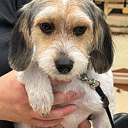 Precious joined the competition — help win amazing prizes! animal, brown_and_white, close_up, collar, cute, dog, ears, expression, face, fur, hand, holding, leash, nose, outdoor, pet, portrait, puppy, small_dog, whiskers