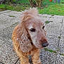 dog, golden_retriever, curly_fur, outdoor, garden, grass, bushes, patio, stone_floor, potted_plants, fence, pet, canine, animal, fur, nose, ears, side_view, daylight, nature