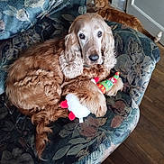 Bill a rejoint le concours — aidez-le/la à gagner de superbes lots ! dog, golden_retriever, couch, plush_toy, cat, ginger_cat, indoor, floor, wooden_floor, doorway, curious, pet, animal, fluffy, relaxed, cozy, furniture, holiday_toy, stretching, companion