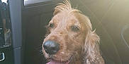 Bill a rejoint le concours — aidez-le/la à gagner de superbes lots ! dog, golden_retriever, tongue_out, car_interior, sunlight, happy, pet, animal, fur, sitting, footwell, vehicle, window, daylight, portrait, canine, companion, leisure, cute, domestic_animal