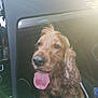 dog, golden_retriever, tongue_out, car_interior, sunlight, happy, pet, animal, fur, sitting, footwell, vehicle, window, daylight, portrait, canine, companion, leisure, cute, domestic_animal