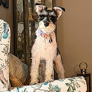 Milly is registered to the contest to win money with this photo: dog, puppy, schnauzer, indoor, armchair, floral_pattern, cushion, furniture, living_room, pet, curious, standing, fur, collar, decoration, cozy, portrait, household, domestic, cute