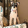 dog, puppy, schnauzer, indoor, armchair, floral_pattern, cushion, furniture, living_room, pet, curious, standing, fur, collar, decoration, cozy, portrait, household, domestic, cute