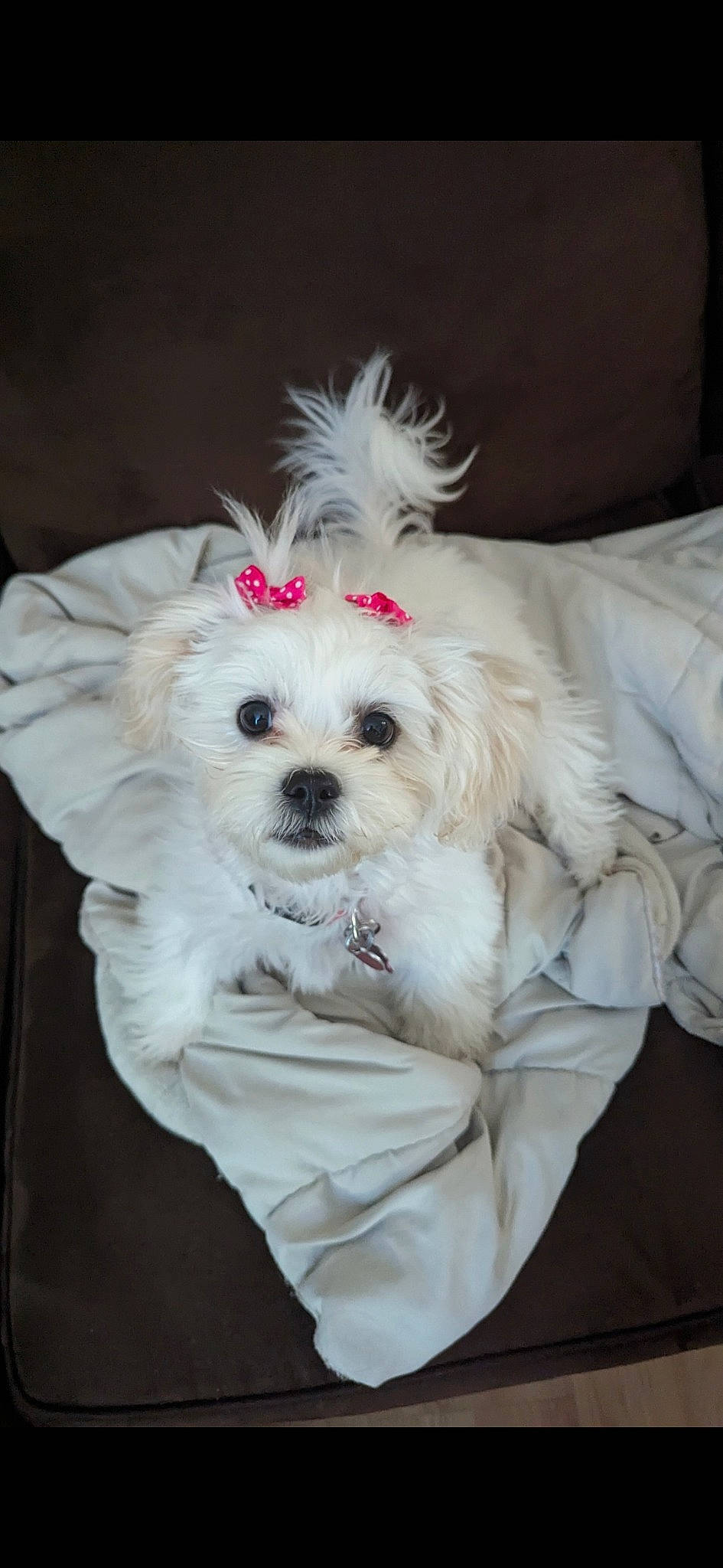 Maggie is registered to the contest to win money with this photo: canidae, carnivore, companion_dog, dog, dog_breed, dog_clothes, dog_supply, fur, labradoodle, maltepoo, plant, puppy, puppy_love, small_terrier, snout, sporting_group, terrier, toy, toy_dog, water_dog