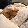 kitten, cat, sleeping, orange_tabby, blanket, bed, cozy, fur, pet, nap, indoor, soft, comfort, rest, cute, domestic_animal, animal, feline, warm, peaceful