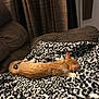 cat, orange_cat, white_paws, blanket, leopard_print, couch, furniture, indoor, relaxed, sleeping, pet, animal, fur, cozy, resting, home, curtains, brown, soft_texture, domestic_cat