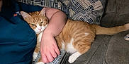 Autumn is registered to the contest to win money with this photo: cat, person, arm, couch, pillow, orange_cat, white_paws, indoor, resting, comfort, pet, feline, striped, relaxation, home, hand, fabric, casual, snuggle, domestic