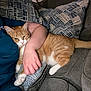 cat, person, arm, couch, pillow, orange_cat, white_paws, indoor, resting, comfort, pet, feline, striped, relaxation, home, hand, fabric, casual, snuggle, domestic