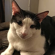 Tutu joined the competition — help win amazing prizes! cat, black_and_white, pet, feline, whiskers, indoor, close_up, relaxed, fur, animal, mammal, cute, domestic, leather, resting, ears, face, eyes, paws, cozy