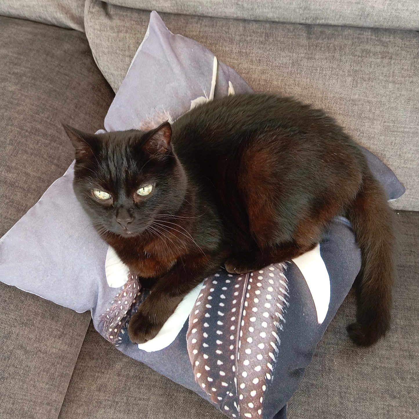 Touftouf a rejoint le concours — aidez-le/la à gagner de superbes lots ! animal, black_cat, cat, comfortable, couch, cozy, cute, domestic_animal, eyes, feather_pattern, feline, fur, home, indoor, pet, pillow, relaxing, resting, tail, whiskers