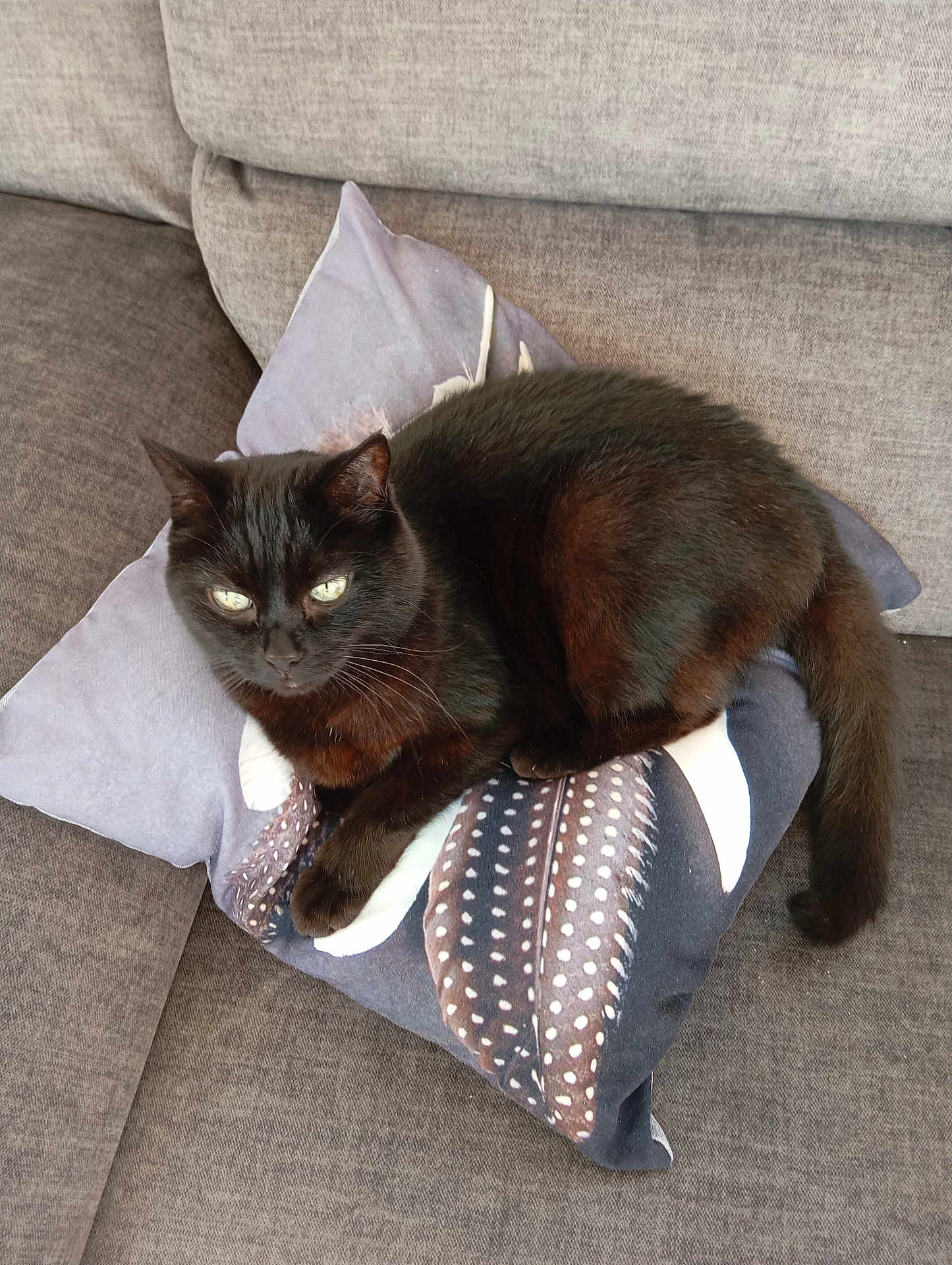 Touftouf a rejoint le concours — aidez-le/la à gagner de superbes lots ! cat, black_cat, pet, animal, indoor, couch, pillow, feather_pattern, resting, relaxing, fur, whiskers, tail, eyes, cozy, home, feline, domestic_animal, comfortable, cute