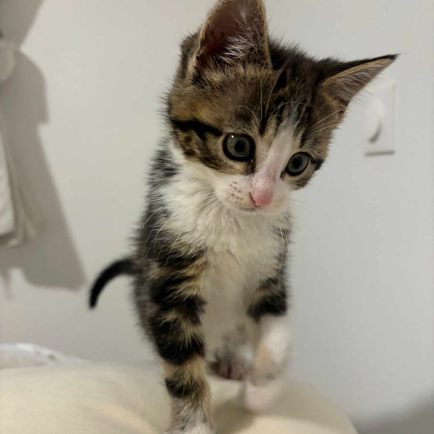 Yumi a rejoint le concours — aidez-le/la à gagner de superbes lots ! abyssinian, animal, cat, kitten, manx, pet