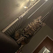 Cocoa is registered to the contest to win money with this photo: animal, cat, cozy, curious, domestic, door, ears, furniture, household, indoor, lighting, mirror, pet, reflection, sitting, string_lights, tabby_cat, wall, whiskers, wide_eyes