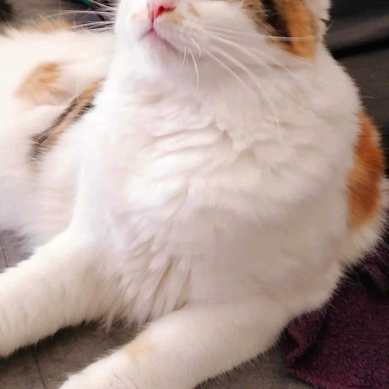 Némérisse