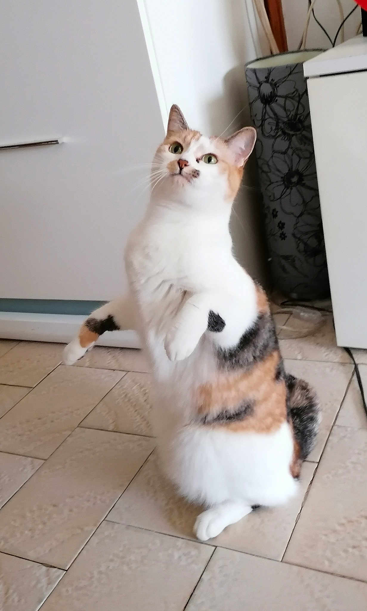 Nyméria