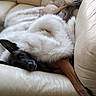 Irna participe au concours pour gagner de l'argent avec cette photo : animal, blanket, brown, comfort, couch, cozy, dog, ears, fur, household, indoor, leather, legs, living_room, pet, relaxed, resting, sleepy, upside_down, white