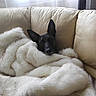 Irna a rejoint le concours — aidez-le/la à gagner de superbes lots ! animal, blanket, canine, comfort, couch, cozy, cream, dog, ears, fur, fur_texture, home, indoor, pet, relaxed, resting, snug, soft, white, wrapped
