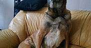Irna participe au concours pour gagner de l'argent avec cette photo : black_pillow, brown, canine, cozy, decor, dog, domestic, ears, fur, furniture, home, indoor, leather_couch, living_room, mirror, pet, relaxed, sitting, tan, watchful