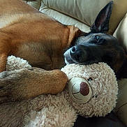 Irna participe au concours pour gagner de l'argent avec cette photo : animal, black, brown, closeup, comfort, companion, couch, cozy, cute, dog, fur, indoor, napping, pet, relaxing, resting, sleeping, soft, stuffed_toy, teddy_bear