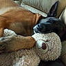 animal, black, brown, closeup, comfort, companion, couch, cozy, cute, dog, fur, indoor, napping, pet, relaxing, resting, sleeping, soft, stuffed_toy, teddy_bear