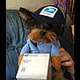 dog, puppy, costume, postal_worker, hat, box, priority_mail, uniform, couch, indoor, pet, small_dog, brown_fur, black_fur, cute, hand, furniture, stairs, lamp, home