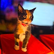 Nami is registered to the contest to win money with this photo: adorable, animal, bell, calico, cat, collar, colorful_background, cute, domestic, eyes, face, feline, fur, indoor, kitten, orange_cube, pet, small, whiskers, young