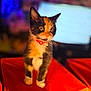 adorable, animal, bell, calico, cat, collar, colorful_background, cute, domestic, eyes, face, feline, fur, indoor, kitten, orange_cube, pet, small, whiskers, young