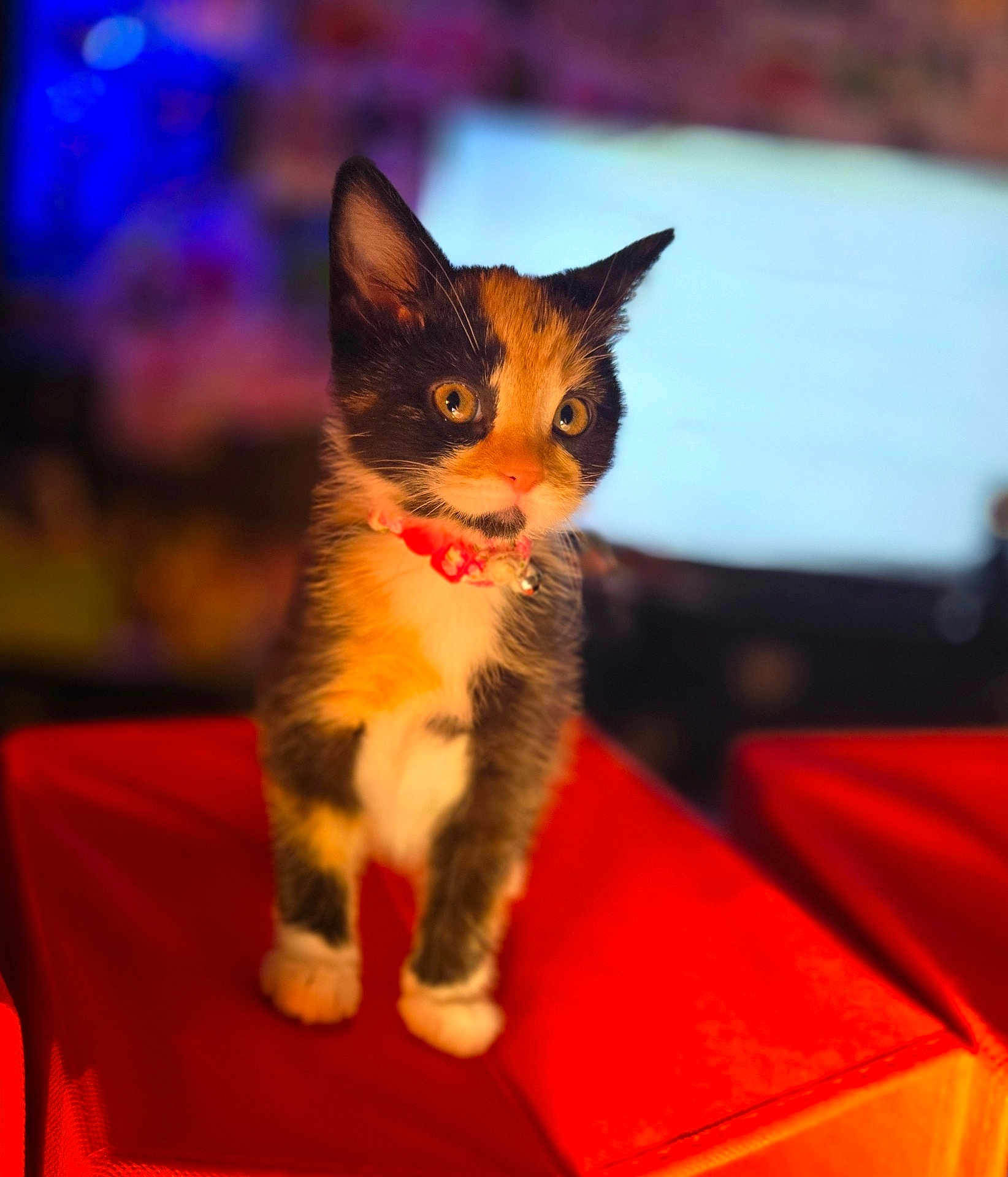 Nami is registered to the contest to win money with this photo: adorable, animal, bell, calico, cat, collar, colorful_background, cute, domestic, eyes, face, feline, fur, indoor, kitten, orange_cube, pet, small, whiskers, young