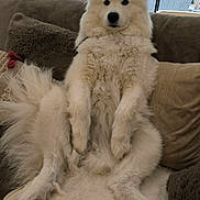 Oka participe au concours pour gagner de l'argent avec cette photo : dog, samoyed, white_dog, fluffy, fur, paws, couch, sofa, pillow, blanket, indoor, living_room, window, blinds, pet, portrait, sitting, relaxed, cute, nose