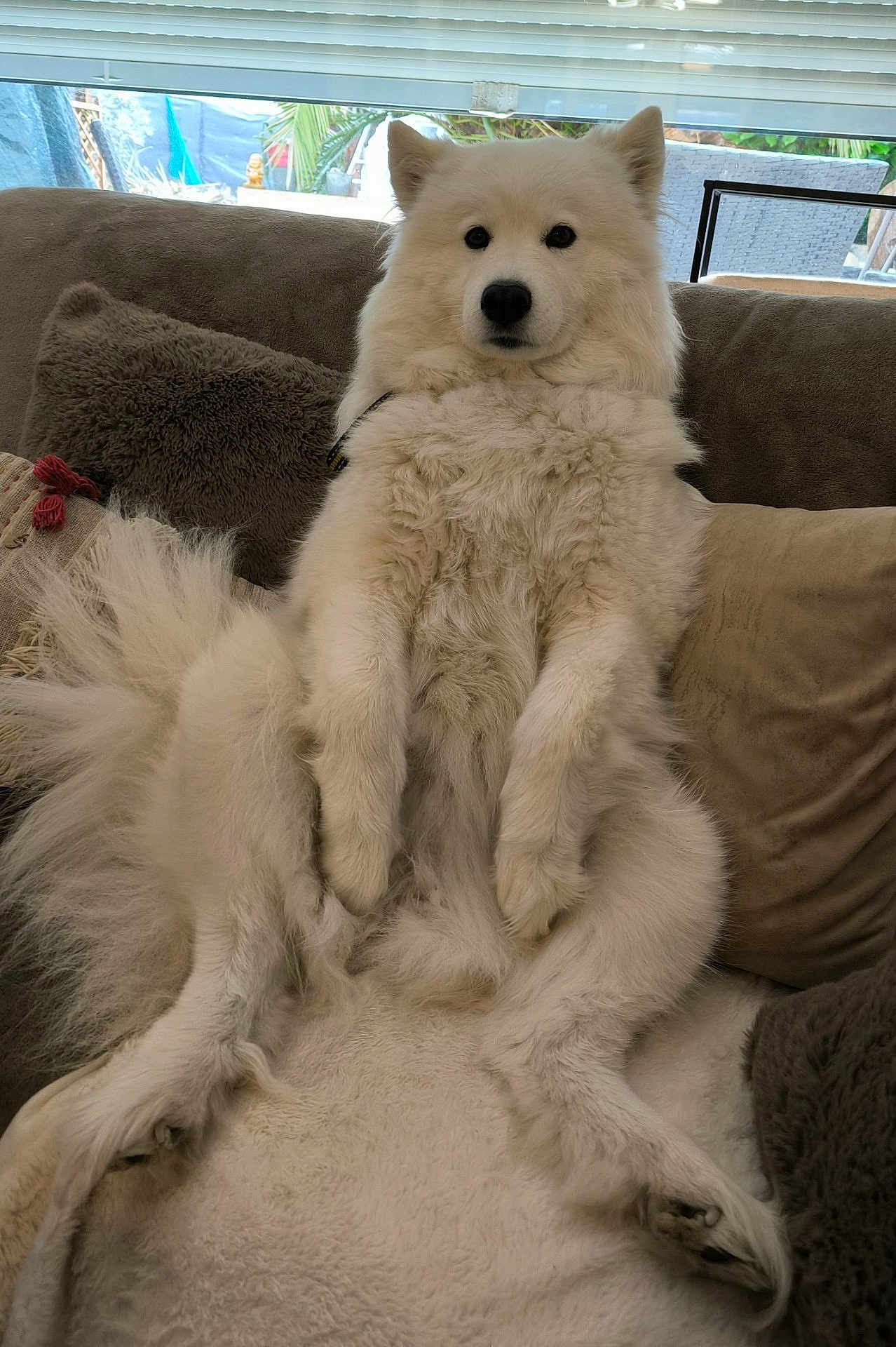 Oka participe au concours pour gagner de l'argent avec cette photo : dog, samoyed, white_dog, fluffy, fur, paws, couch, sofa, pillow, blanket, indoor, living_room, window, blinds, pet, portrait, sitting, relaxed, cute, nose