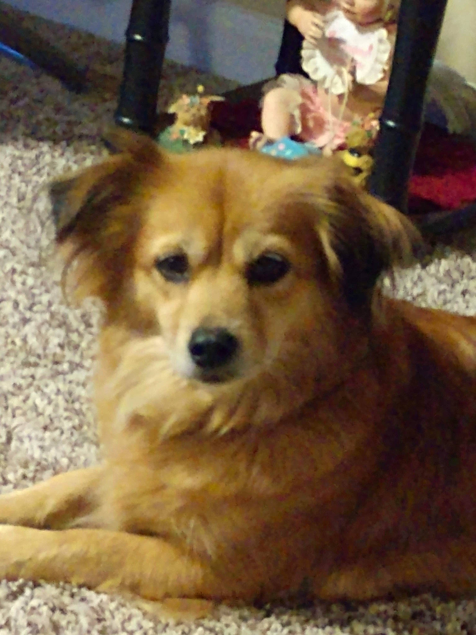 Precious is registered to the contest to win money with this photo: canidae, carnivore, companion_dog, dog, dog_breed, fawn, flooring, fur, hardwood, snout, sporting_group, terrestrial_animal, whiskers