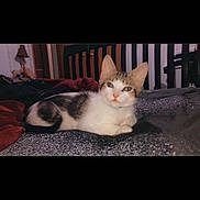 Chip is registered to the contest to win money with this photo: animal, bed, blanket, cat, clothes, cozy, cute, ears, fur, furniture, indoor, lamp, pet, portrait, relaxed, resting, tabby_cat, teddy_bear, whiskers, white_cat