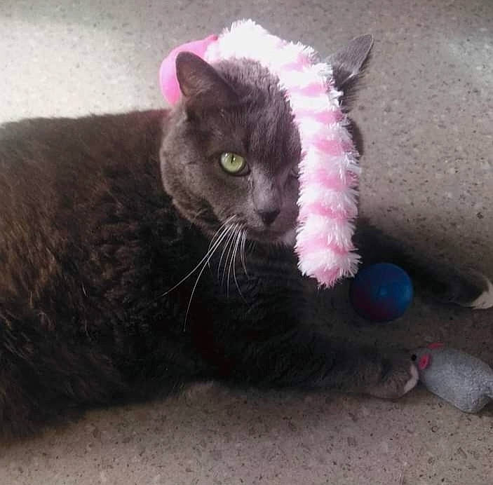Vanille a rejoint le concours — aidez-le/la à gagner de superbes lots ! black_cat, bombay, carnivore, cat, cat_supply, cat_toy, claw, domestic_short_haired_cat, felidae, foot, fur, paw, plant, sand, small_to_medium_sized_cats, snout, tail, terrestrial_animal, whiskers
