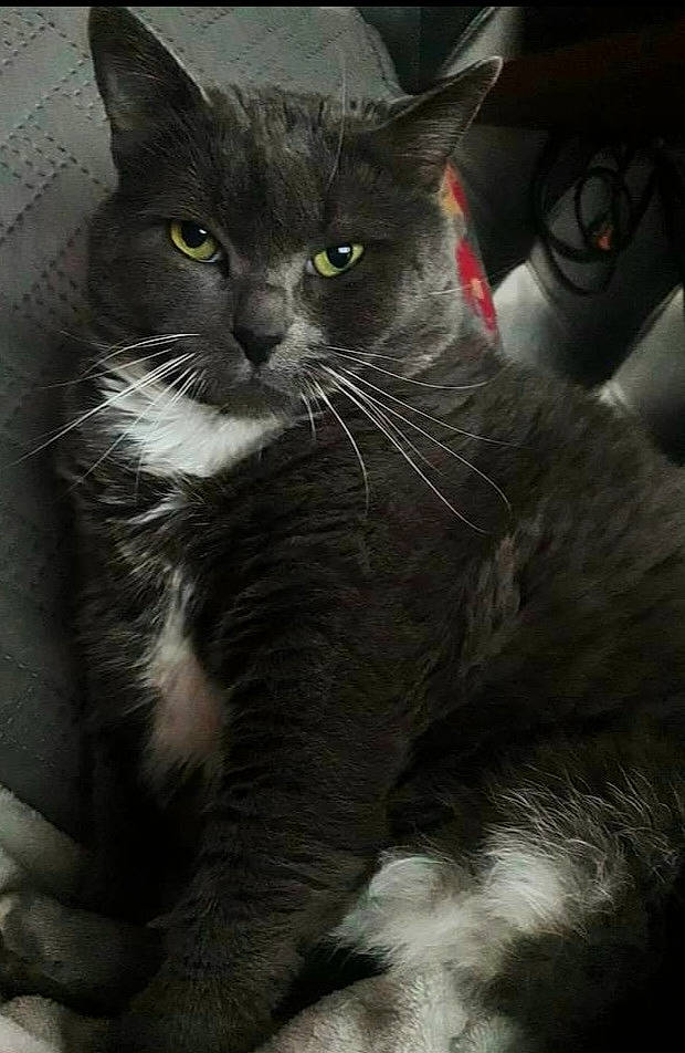 Vanille participe au concours pour gagner de l'argent avec cette photo : black_cat, carnivore, cat, claw, domestic_short_haired_cat, felidae, fur, grey, monochrome, monochrome_photography, paw, sitting, small_to_medium_sized_cats, snout, tail, terrestrial_animal, whiskers, window