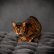Sherlock is registered to the contest to win money with this photo: cat, bengal_cat, alert, crouching, plush_cushion, gray, tufted, indoor, studio, focused_eyes, whiskers, fur_pattern, pet, animal, feline, portrait, soft_lighting, minimalist, domestic_cat, curious