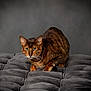 cat, bengal_cat, alert, crouching, plush_cushion, gray, tufted, indoor, studio, focused_eyes, whiskers, fur_pattern, pet, animal, feline, portrait, soft_lighting, minimalist, domestic_cat, curious