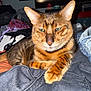 Sherlock is registered to the contest to win money with this photo: cat, bengal_cat, feline, pet, animal, indoor, clothes, fabric, relaxed, green_eyes, whiskers, ears, paws, striped, orange, brown, black_spots, lying_down, cozy, home