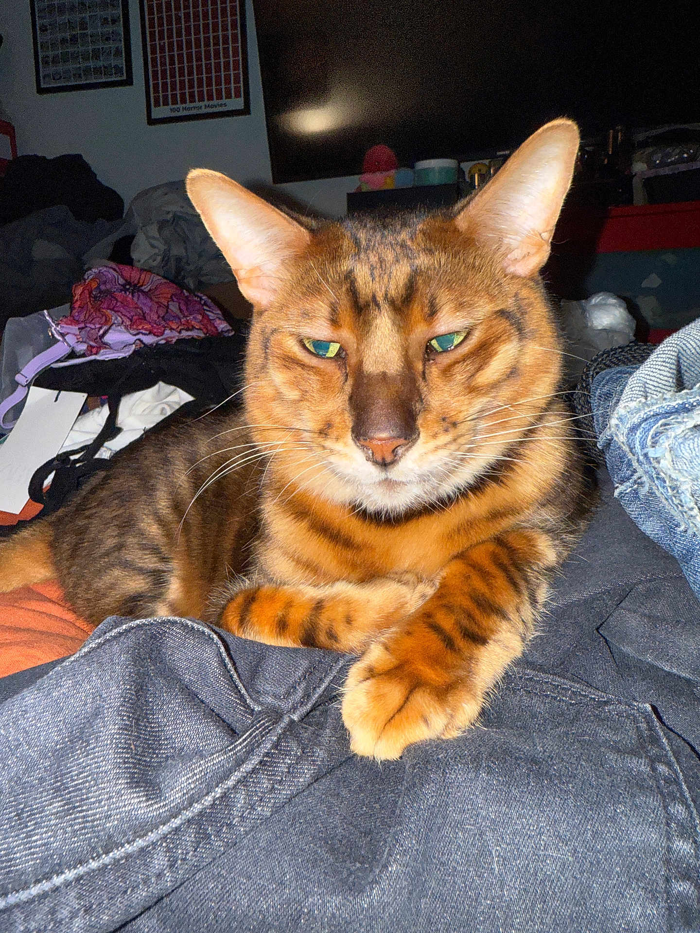 Sherlock is registered to the contest to win money with this photo: cat, bengal_cat, feline, pet, animal, indoor, clothes, fabric, relaxed, green_eyes, whiskers, ears, paws, striped, orange, brown, black_spots, lying_down, cozy, home