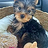 puppy, dog, basket, toy, plush_toy, pink_toy, cushion, fur, wet_fur, close_up, pet, cute, indoors, animal, looking_at_camera, small_dog, young_dog, cozy, comfort, relaxed