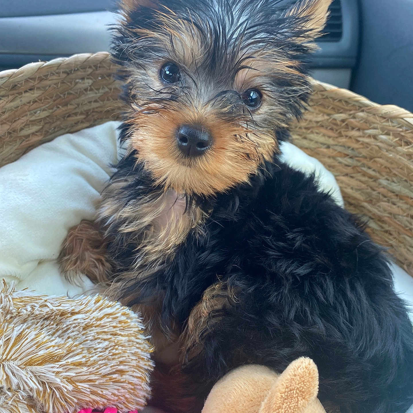 Mollye a rejoint le concours — aidez-le/la à gagner de superbes lots ! puppy, dog, basket, toy, plush_toy, pink_toy, cushion, fur, wet_fur, close_up, pet, cute, indoors, animal, looking_at_camera, small_dog, young_dog, cozy, comfort, relaxed