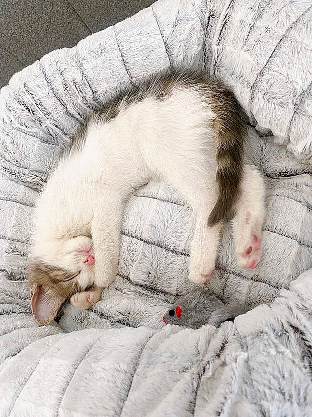 Giovanni is registered to the contest to win money with this photo: blanket, carnivore, cat, claw, comfort, domestic_short_haired_cat, fawn, felidae, foot, fur, grey, linens, nap, paw, small_to_medium_sized_cats, snout, tail, terrestrial_animal, whiskers, wool