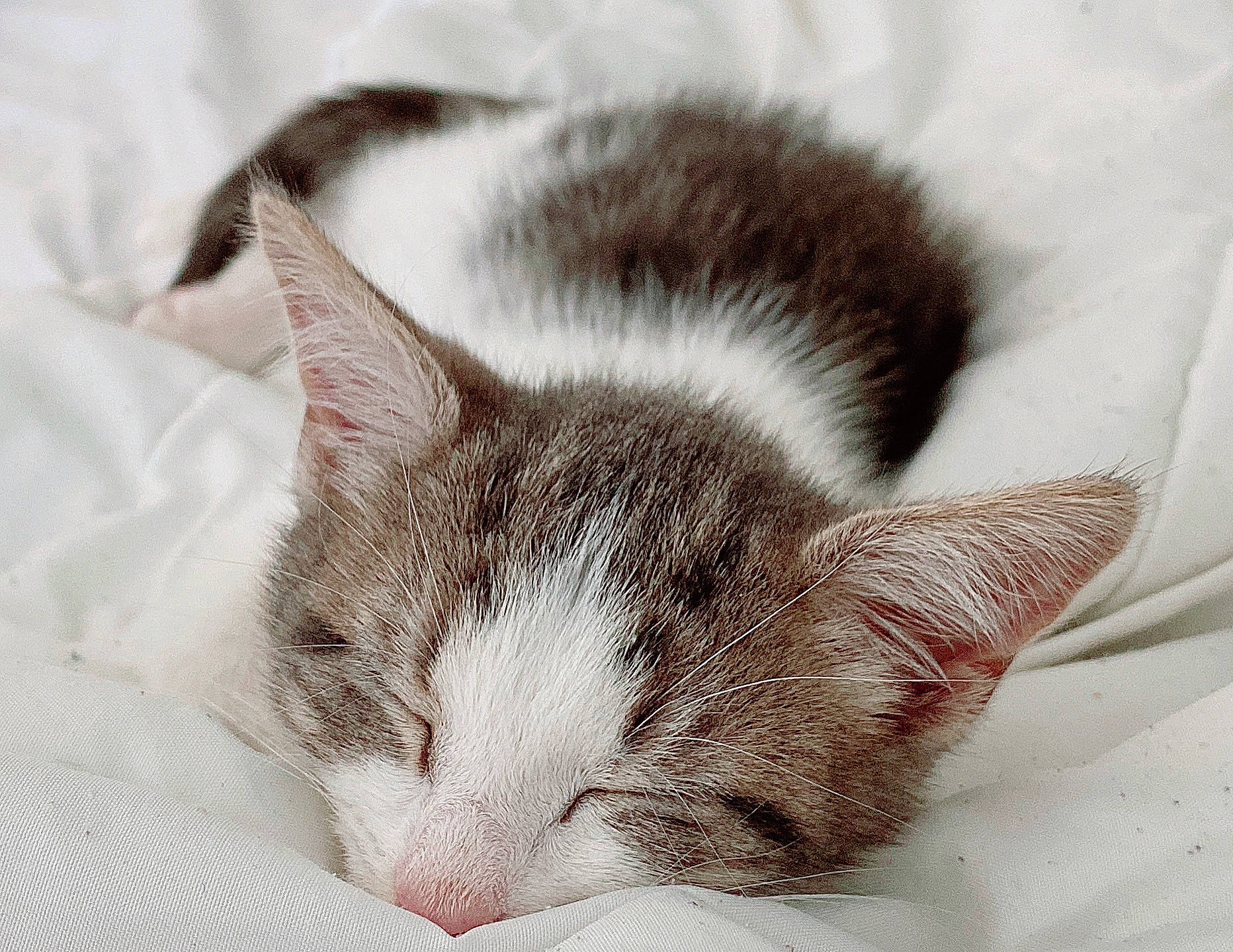 Giovanni joined the competition — help win amazing prizes! carnivore, cat, claw, close_up, comfort, domestic_short_haired_cat, ear, felidae, fur, nap, paw, sleep, small_to_medium_sized_cats, snout, whiskers