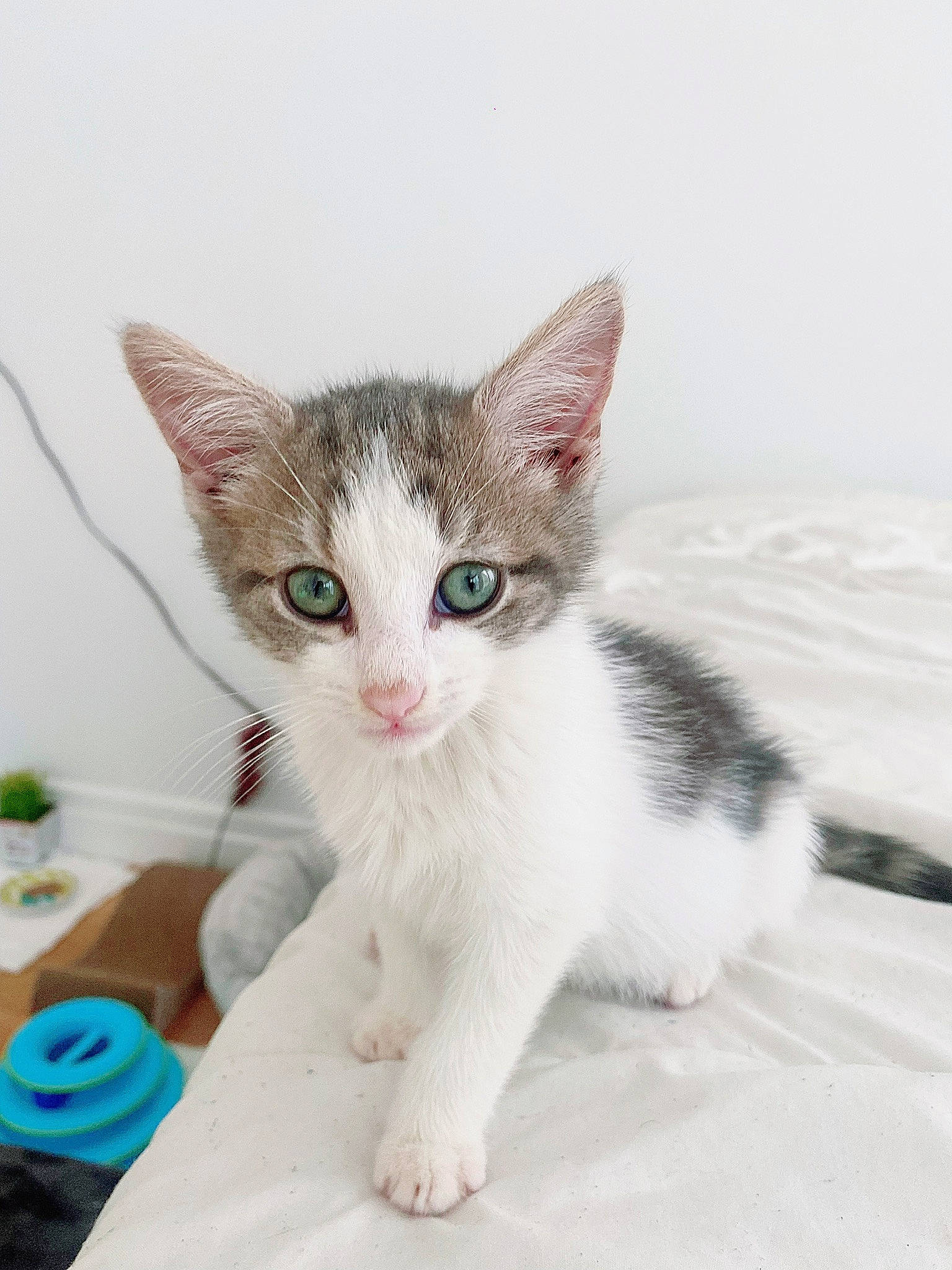 Giovanni joined the competition — help win amazing prizes! carnivore, cat, claw, comfort, domestic_short_haired_cat, fawn, felidae, fur, iris, paw, sitting, small_to_medium_sized_cats, snout, tail, whiskers