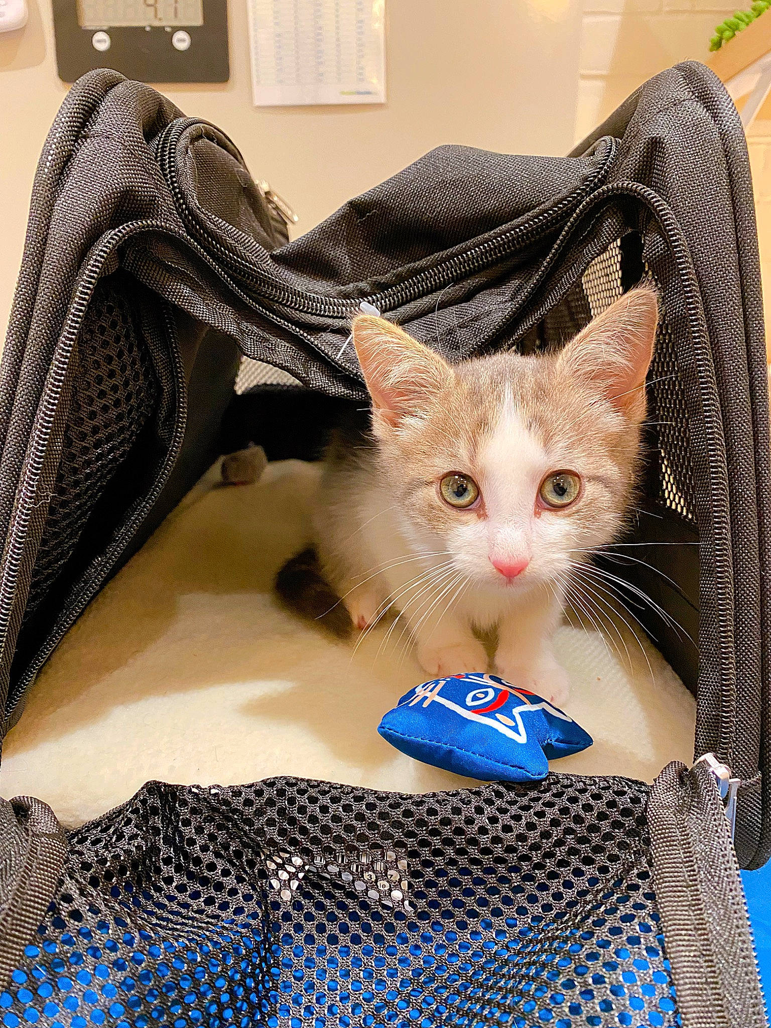 Giovanni is registered to the contest to win money with this photo: carnivore, cat, comfort, domestic_short_haired_cat, fashion_accessory, fawn, felidae, fur, linens, pattern, paw, pet_supply, photograph, sitting, small_to_medium_sized_cats, tail, whiskers