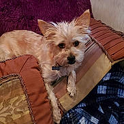 Nacho joined the competition — help win amazing prizes! blanket, collar, cozy, cushion, dog, ears, fur, home_interior, indoor, looking_up, patterned, pet, pillow, resting, small_dog, sofa, tag, terrier, textile, throw