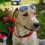 dog, sunglasses, collar, garden, flowers, greenery, grass, outdoor, pet, canine, summer, sunny, relaxed, nature, plant, decor, animal, tongue_out, cute, portrait