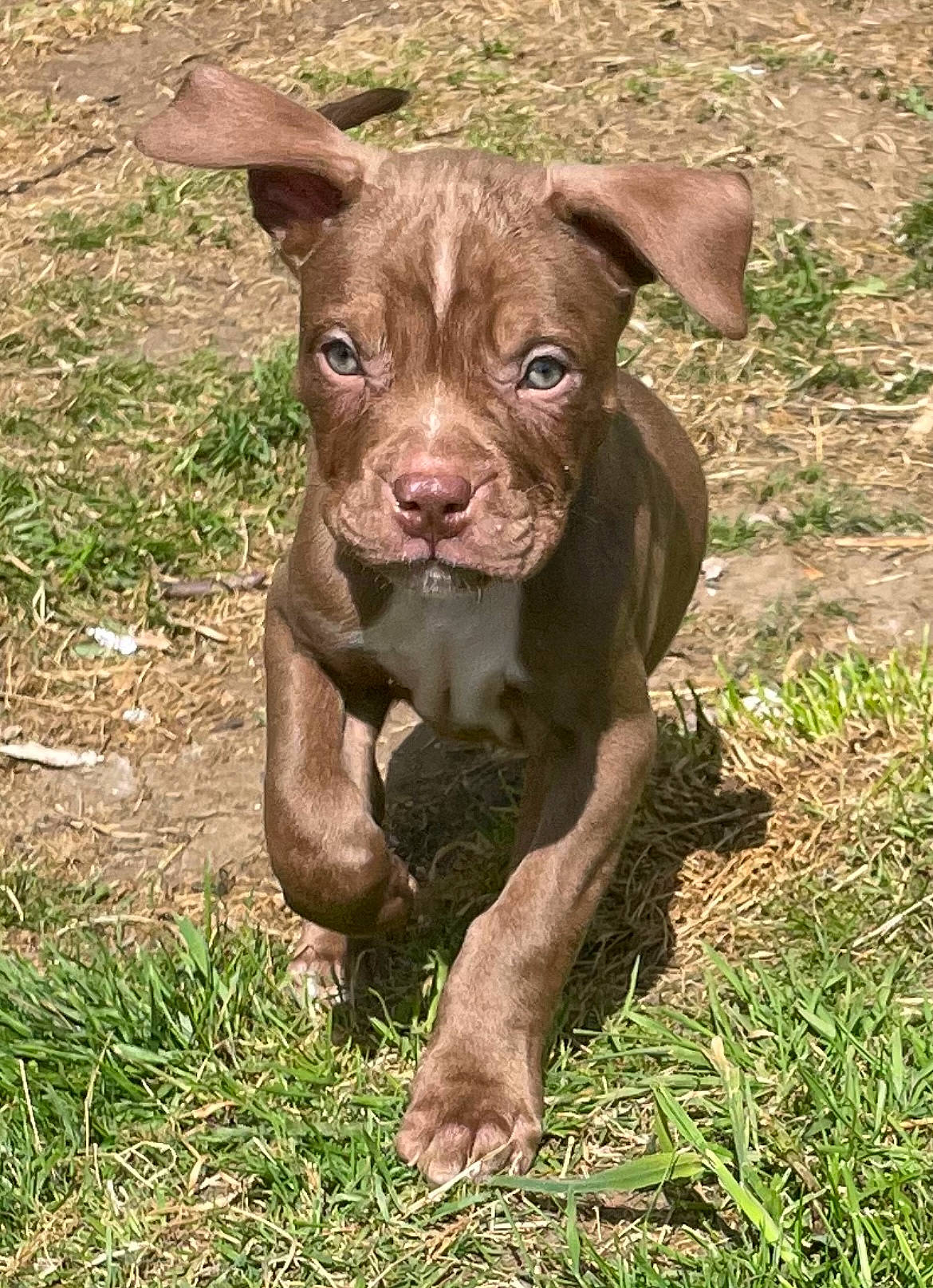 Debo joined the competition — help win amazing prizes! canidae, carnivore, companion_dog, dog, dog_breed, dog_collar, fawn, grass, grassland, groundcover, hunting_dog, liver, non_sporting_group, plant, sporting_group, terrestrial_animal, working_animal